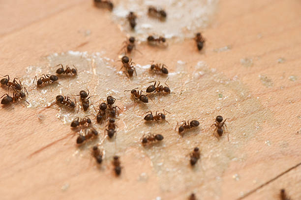 Cold Spring, NY Pest Control Company